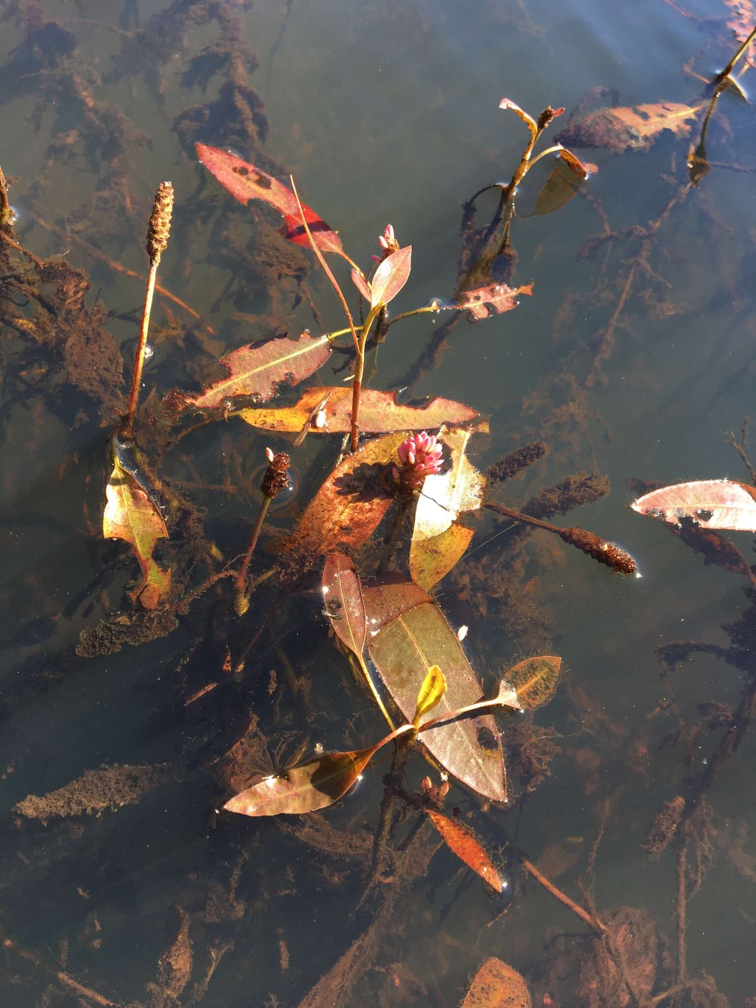 Image of water smartweed