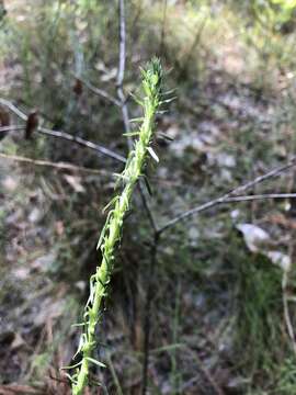 Image of pinkscale blazing star