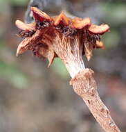 Image of Smicrostigma viride (Haw.) N. E. Br.