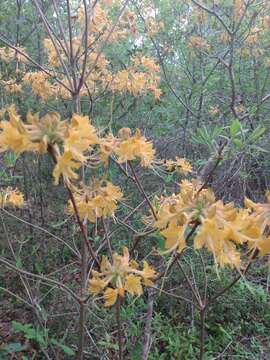 Image of orange azalea