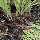 Image of cutthroat grass