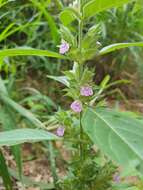 Imagem de Justicia bracteosa (Mildbr.) Leonard