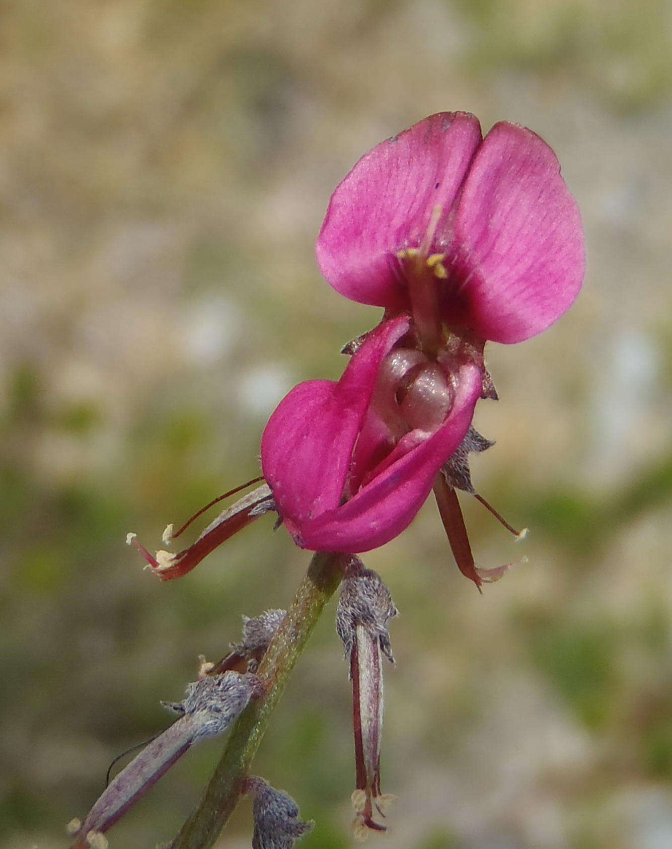 Image of Indigofera meyeriana Eckl. & Zeyh.