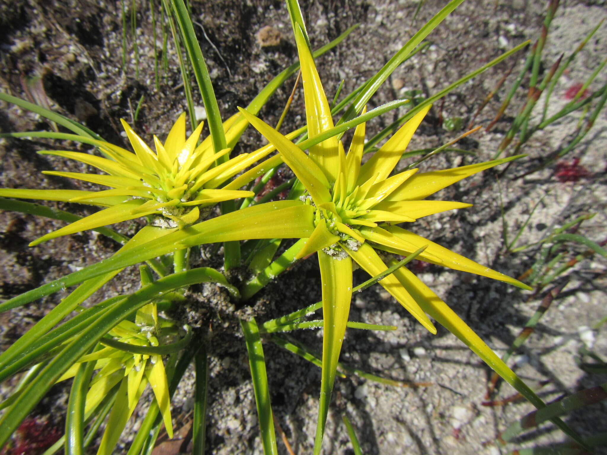 Ficinia radiata (L. fil.) Kunth的圖片