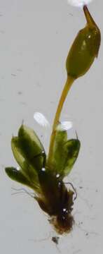 Image of ovate pterygoneurum moss