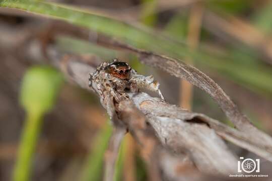 Image of Habronattus alachua Griswold 1987