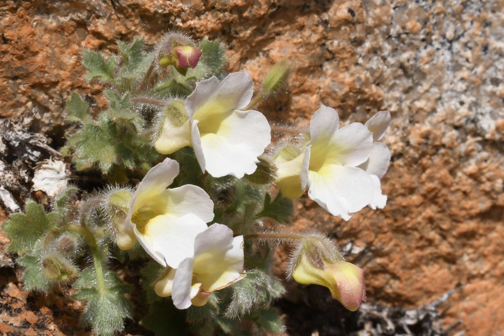 Image of Colpias mollis E. Mey.