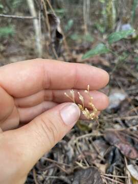 Image of parasitic ghostplant