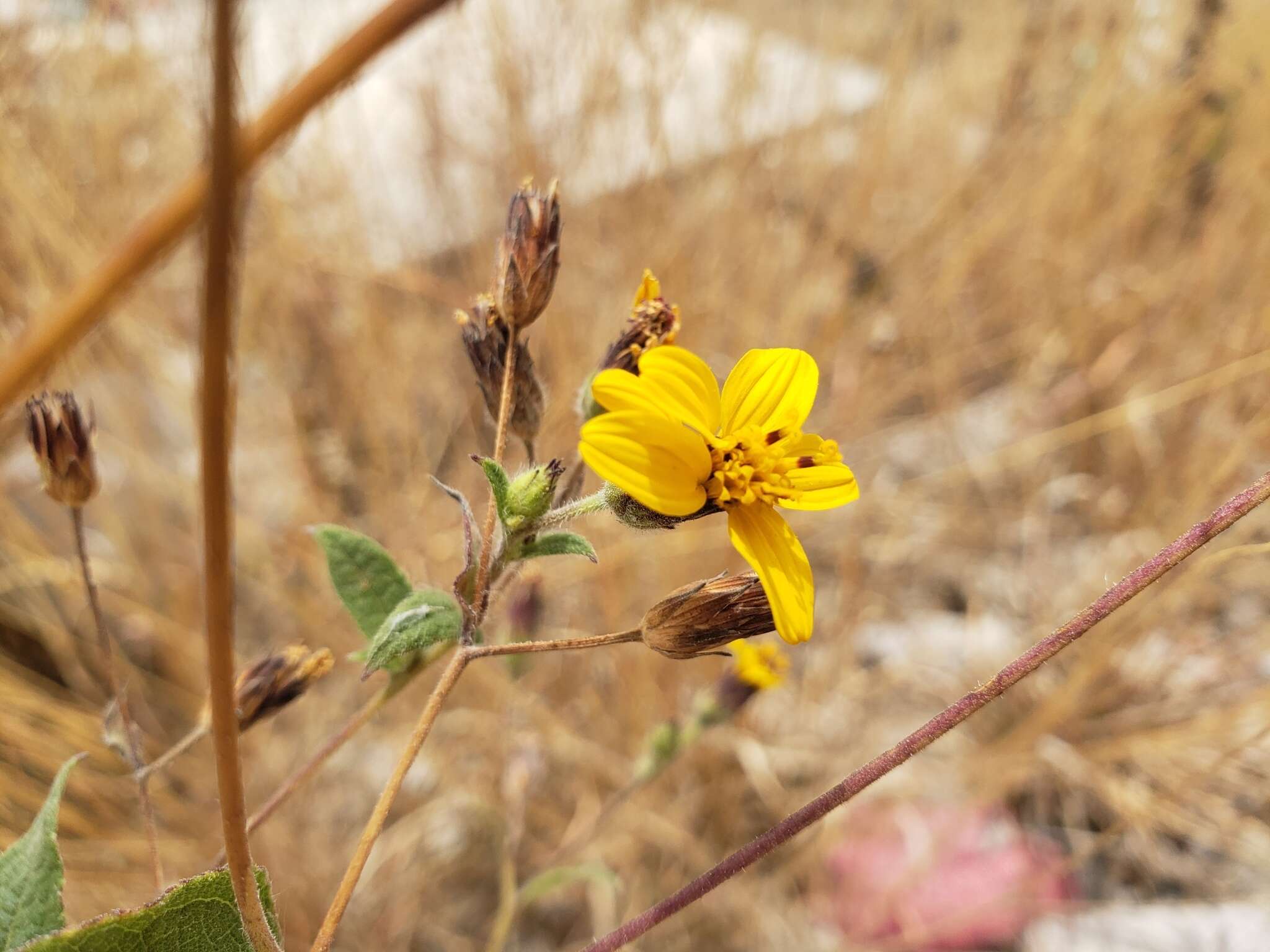 Image of annual bushsunflower