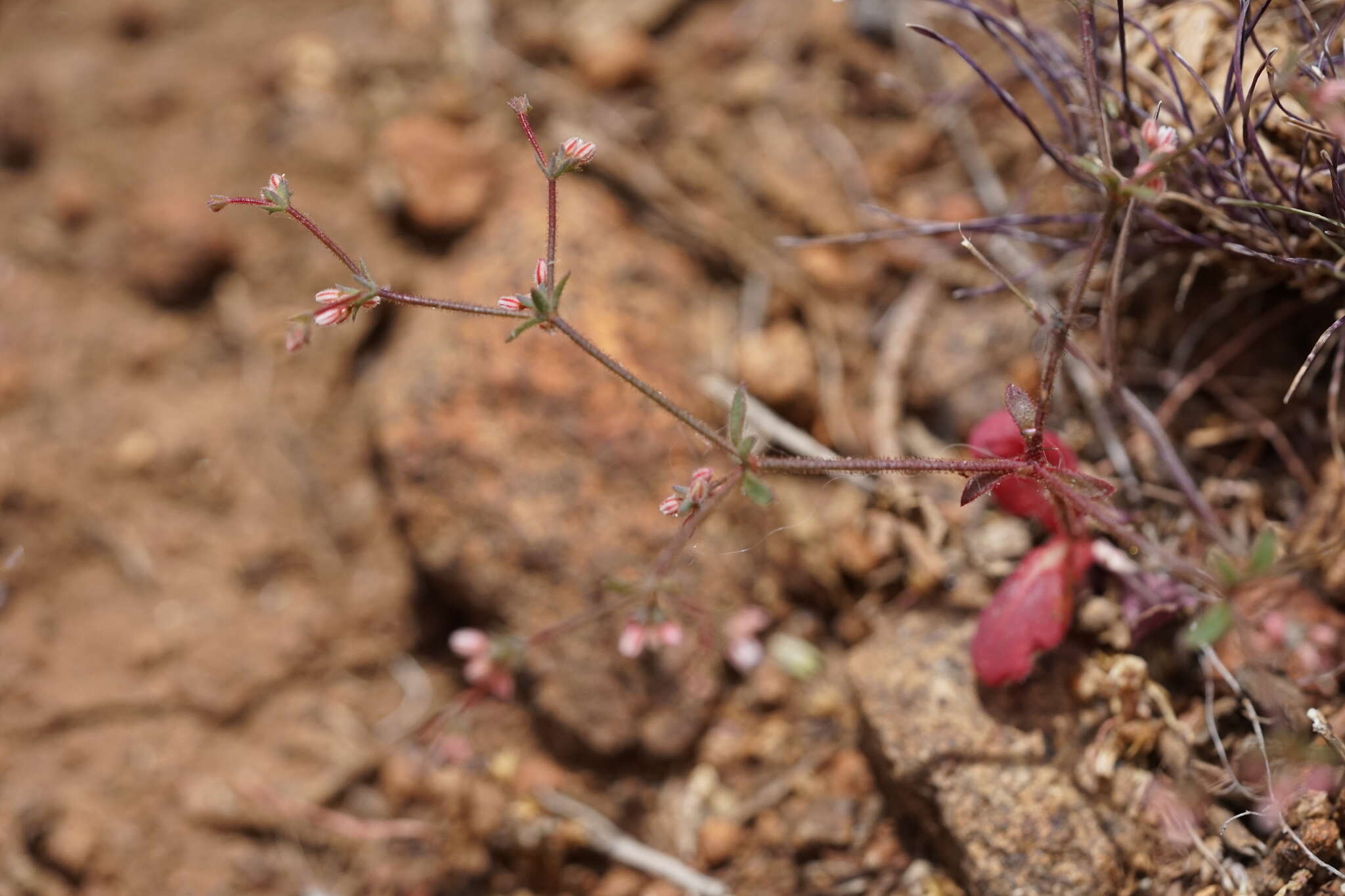 Image of unarmed buckwheat