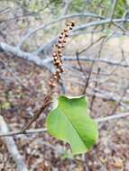 Croton bernieri resmi