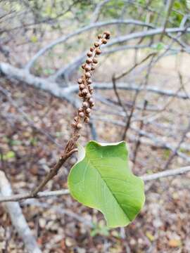 Image of Croton bernieri