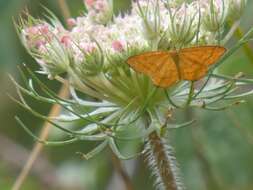 Image of Idaea flaveolaria