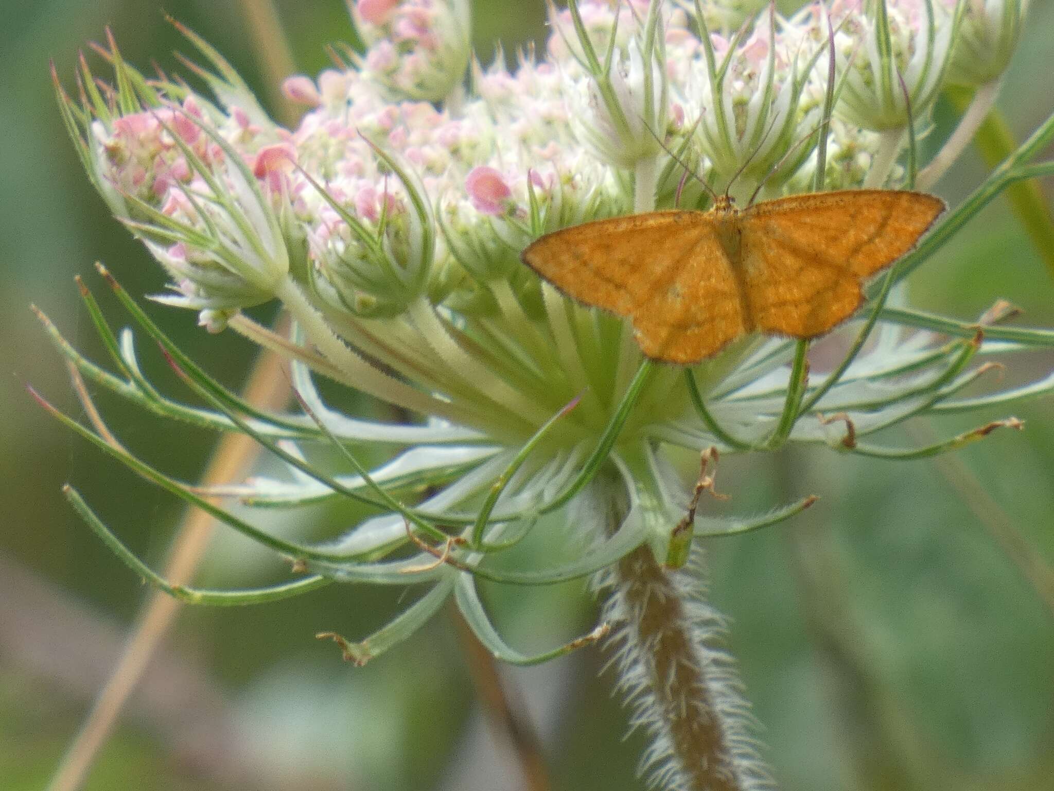 Image of Idaea flaveolaria