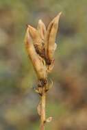 Image de Oxytropis aulieatensis Vved.