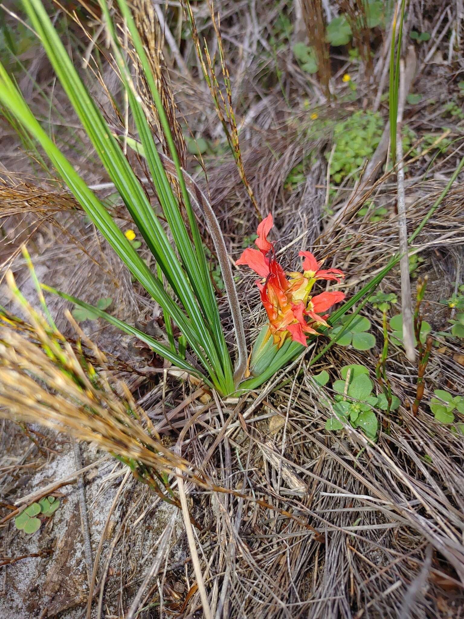 Image de Babiana ringens (L.) Ker Gawl.