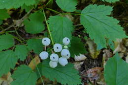 Imagem de Actaea rubra subsp. rubra