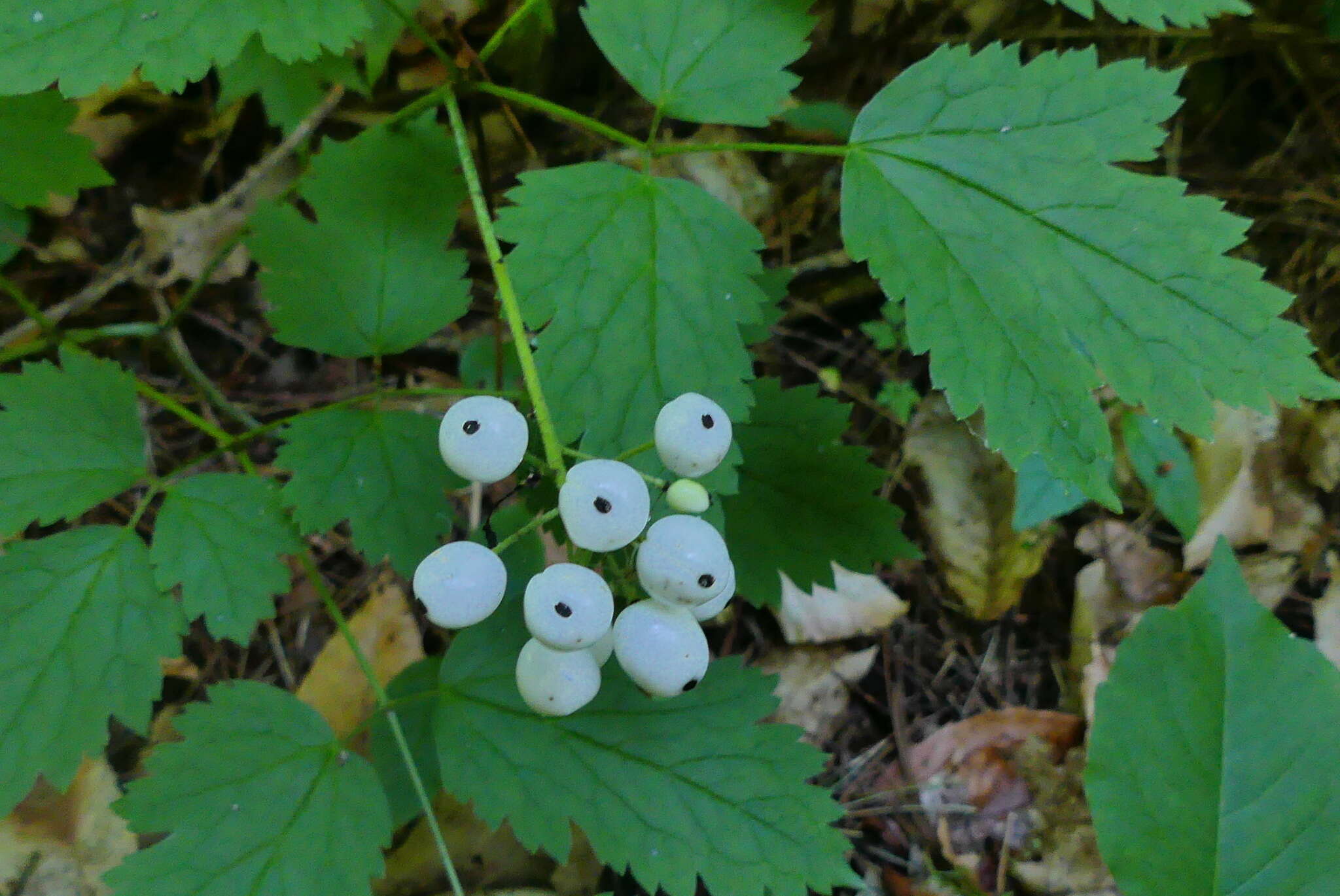 Imagem de Actaea rubra subsp. rubra