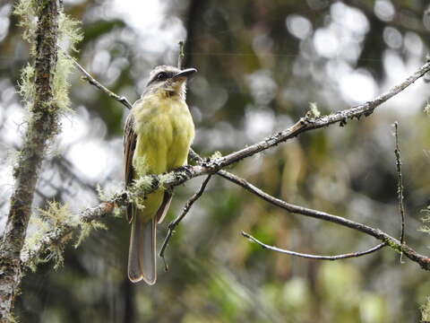 Image of Golden-crowned Flycatcher