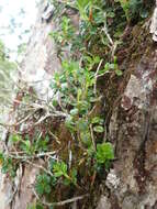 Image of Vaccinium emarginatum Hayata