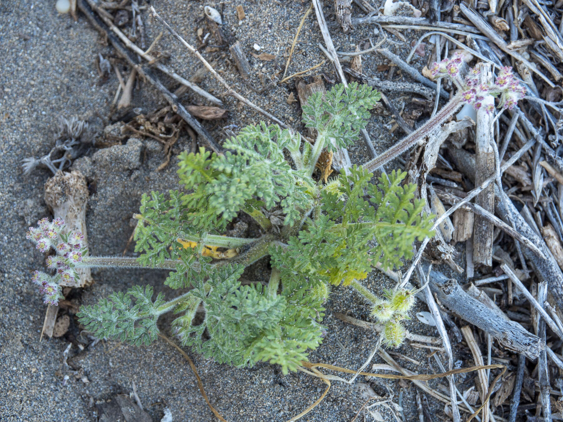 Daucus pumilus (L.) Hoffm. & Link resmi