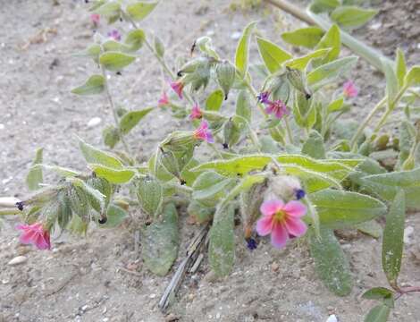 Image of rose monkswort