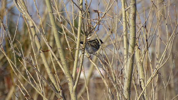 Слика од Emberiza pallasi (Cabanis 1851)