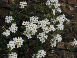 Image of Hornungia alpina subsp. auerswaldii (Willk.) O. Appel