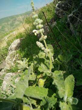 Sivun Salvia dominica L. kuva