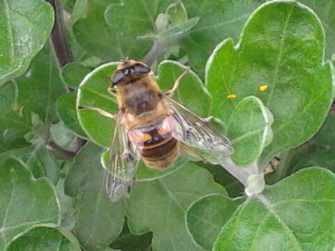 Image of drone fly