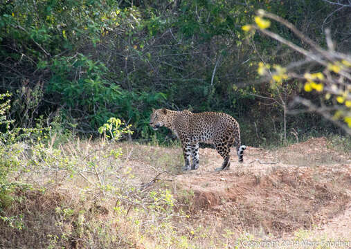 Imagem de Leopardo do Sri Lanka