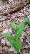 Слика од Clintonia borealis (Aiton) Raf.