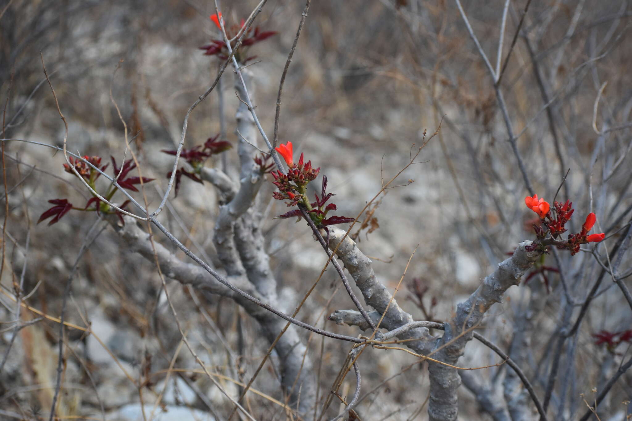 Image of Jatropha macrantha Müll. Arg.