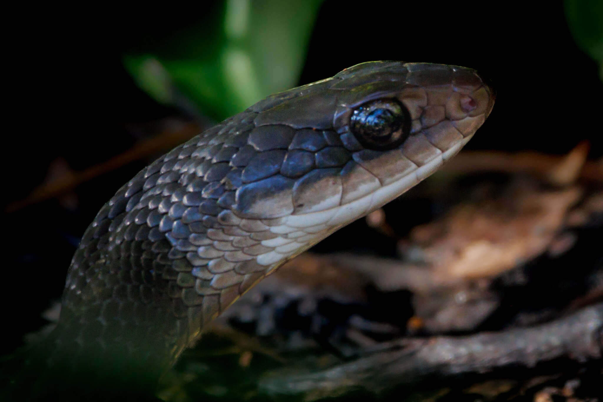 Image of Coluber constrictor helvigularis Auffenberg 1955