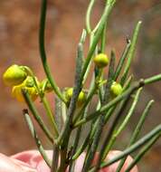 Plancia ëd Senna artemisioides subsp. filifolia