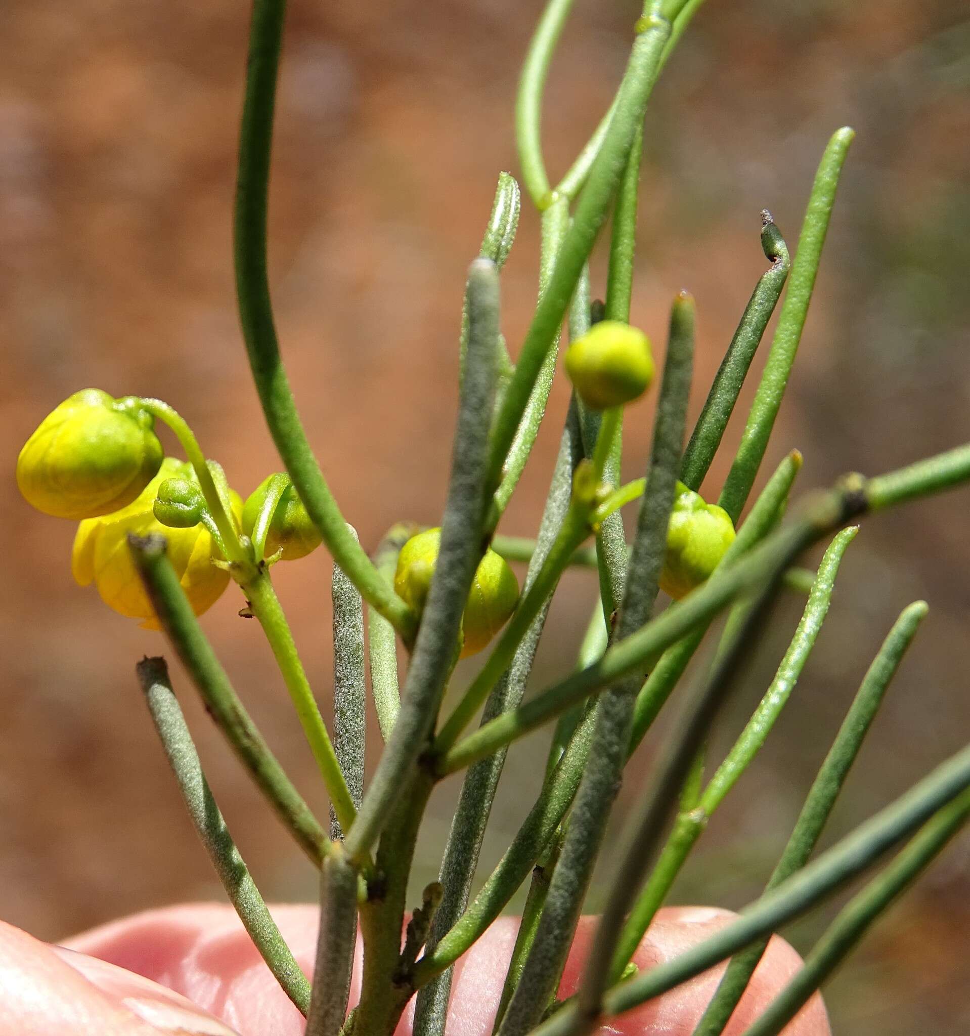 Image of Senna artemisioides subsp. filifolia
