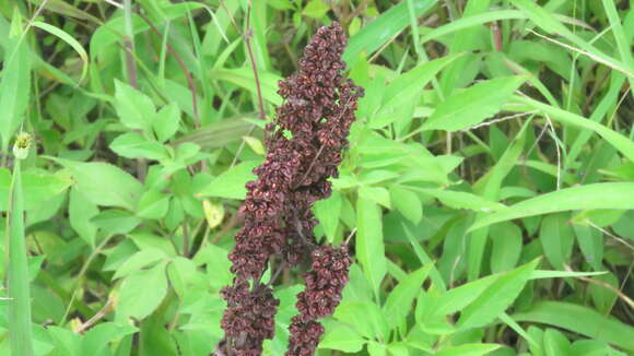 Imagem de Rumex japonicus Houtt.