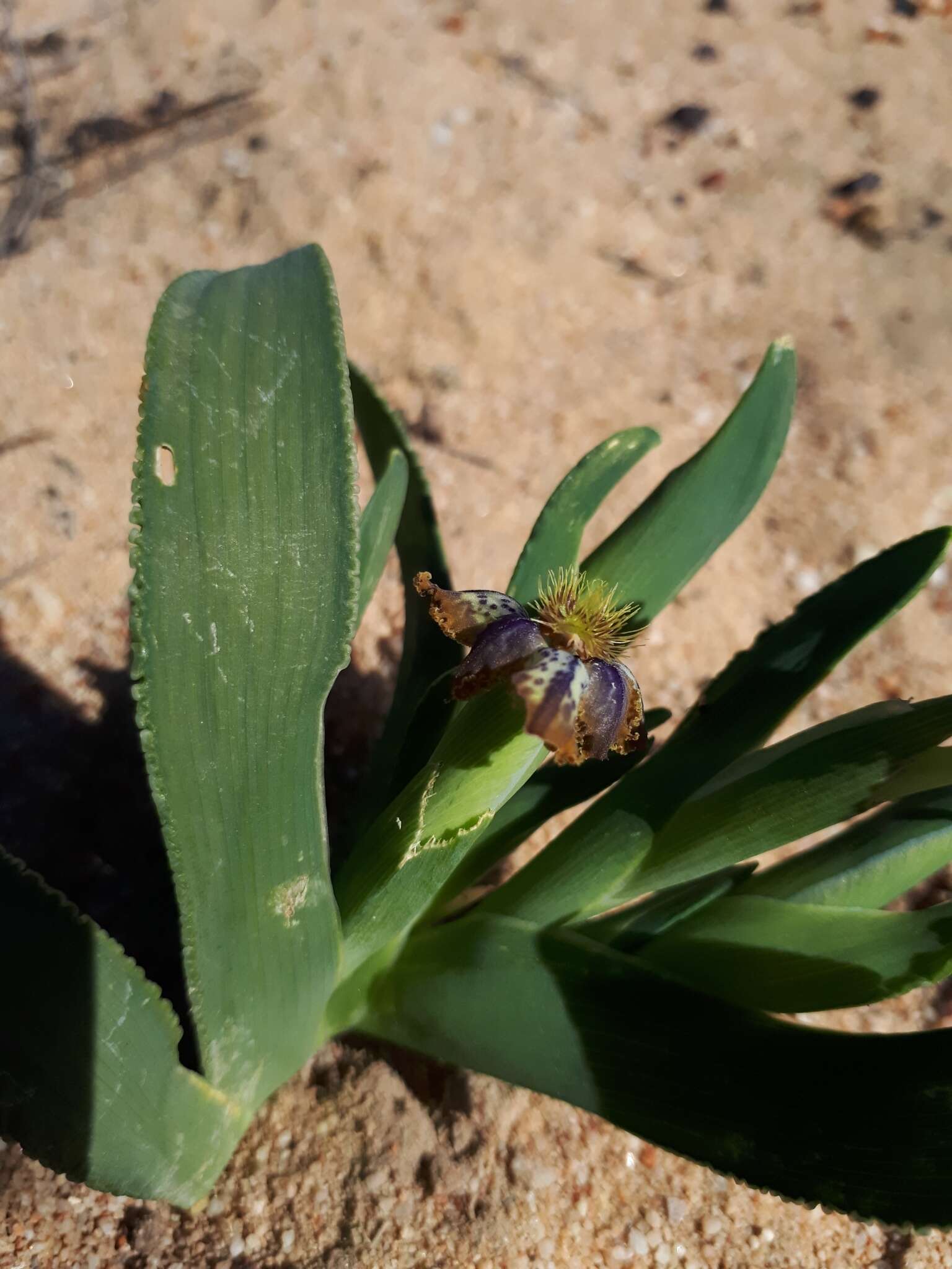 Image of Ferraria uncinata Sweet