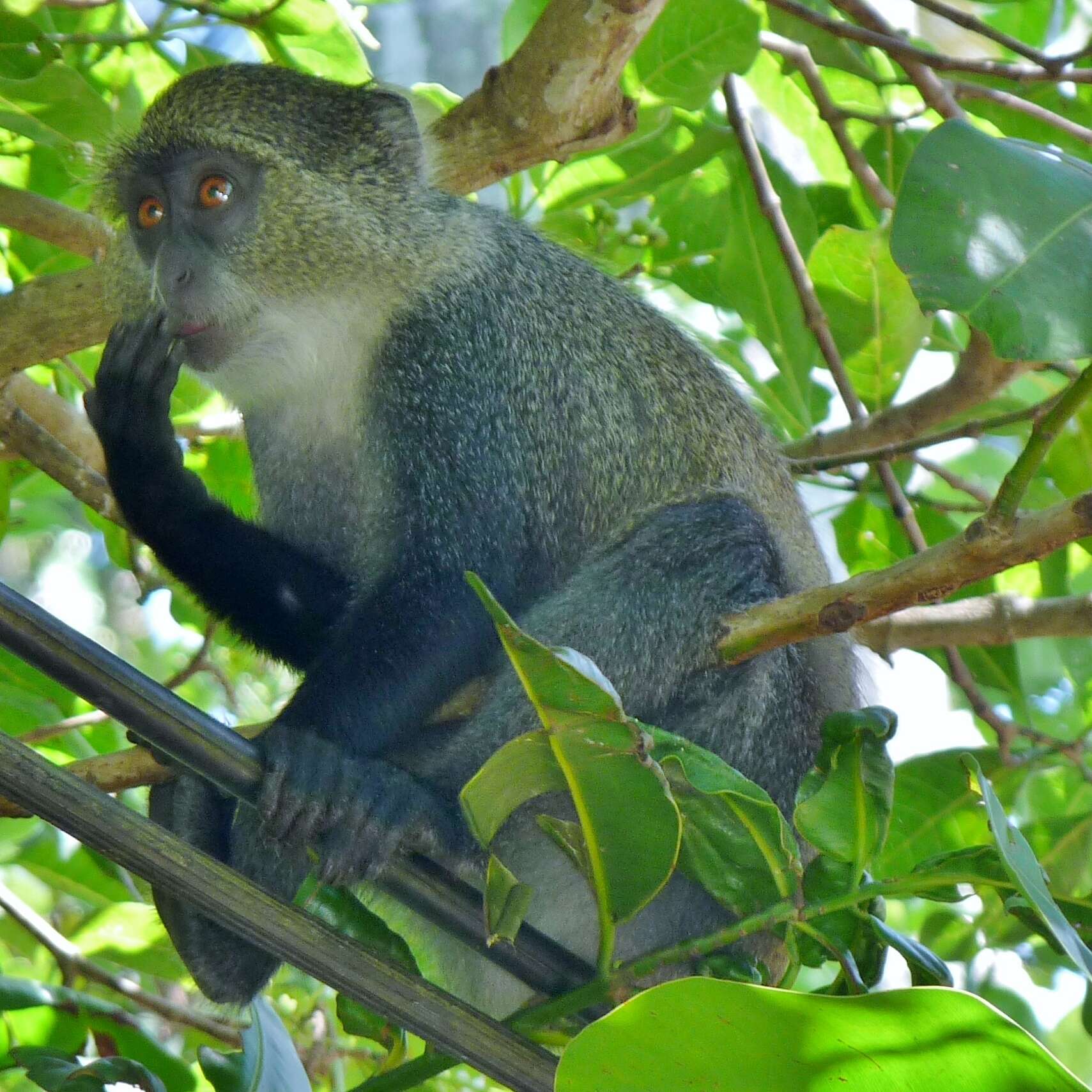 Image of Sykes' monkey