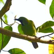 Image of Greater Green Leafbird