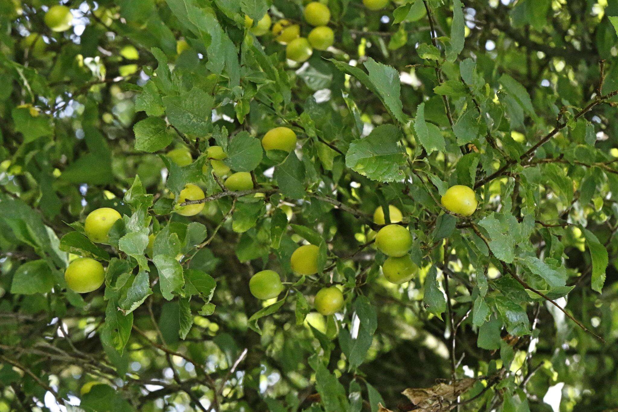 Image of European plum