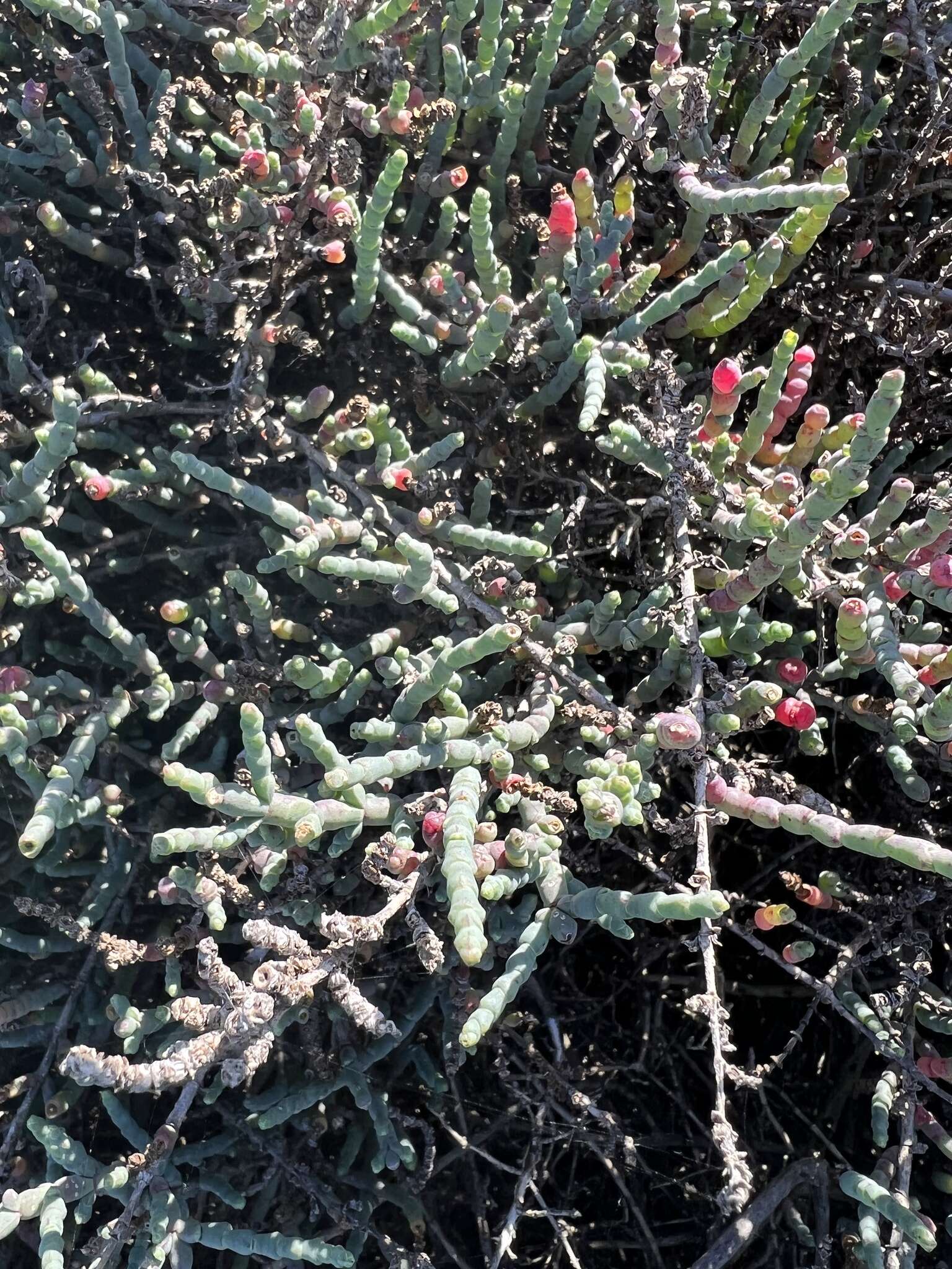 Image of Salicornia pillansii (Moss) Piirainen & G. Kadereit