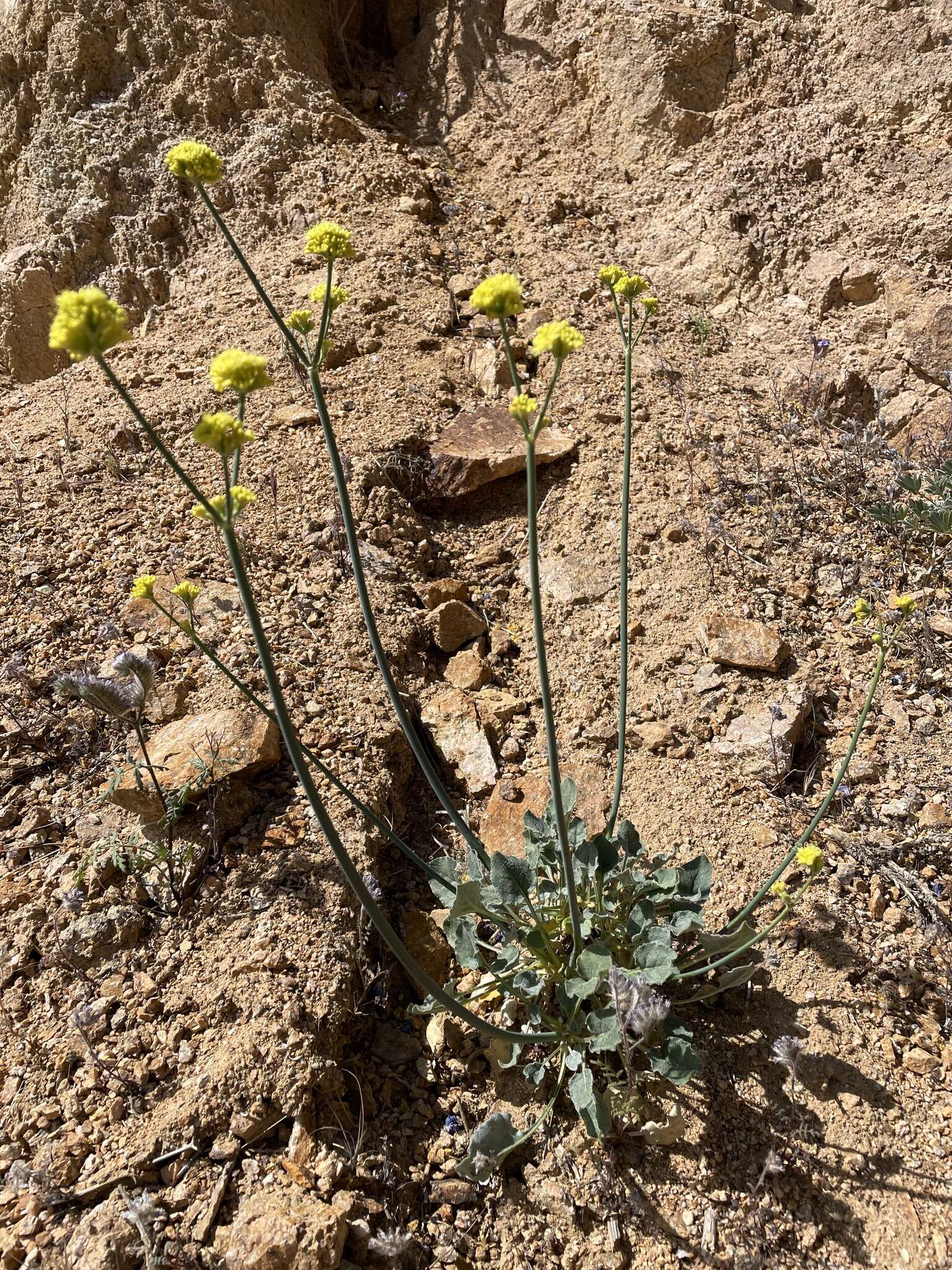 Imagem de Eriogonum nudum var. westonii (S. Stokes) J. T. Howell