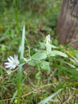 Image of Stellaria vestita Kurz