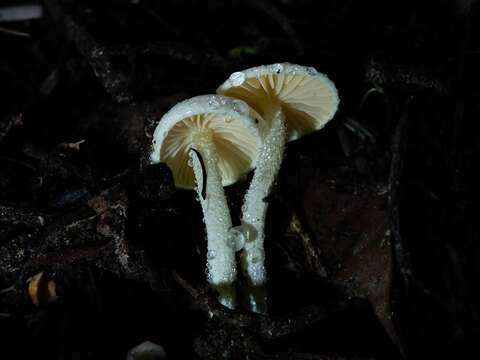 Image of Hygrophorus involutus G. Stev. 1963