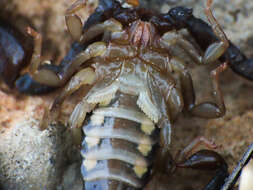 Image of Euscorpius celanus Tropea 2012