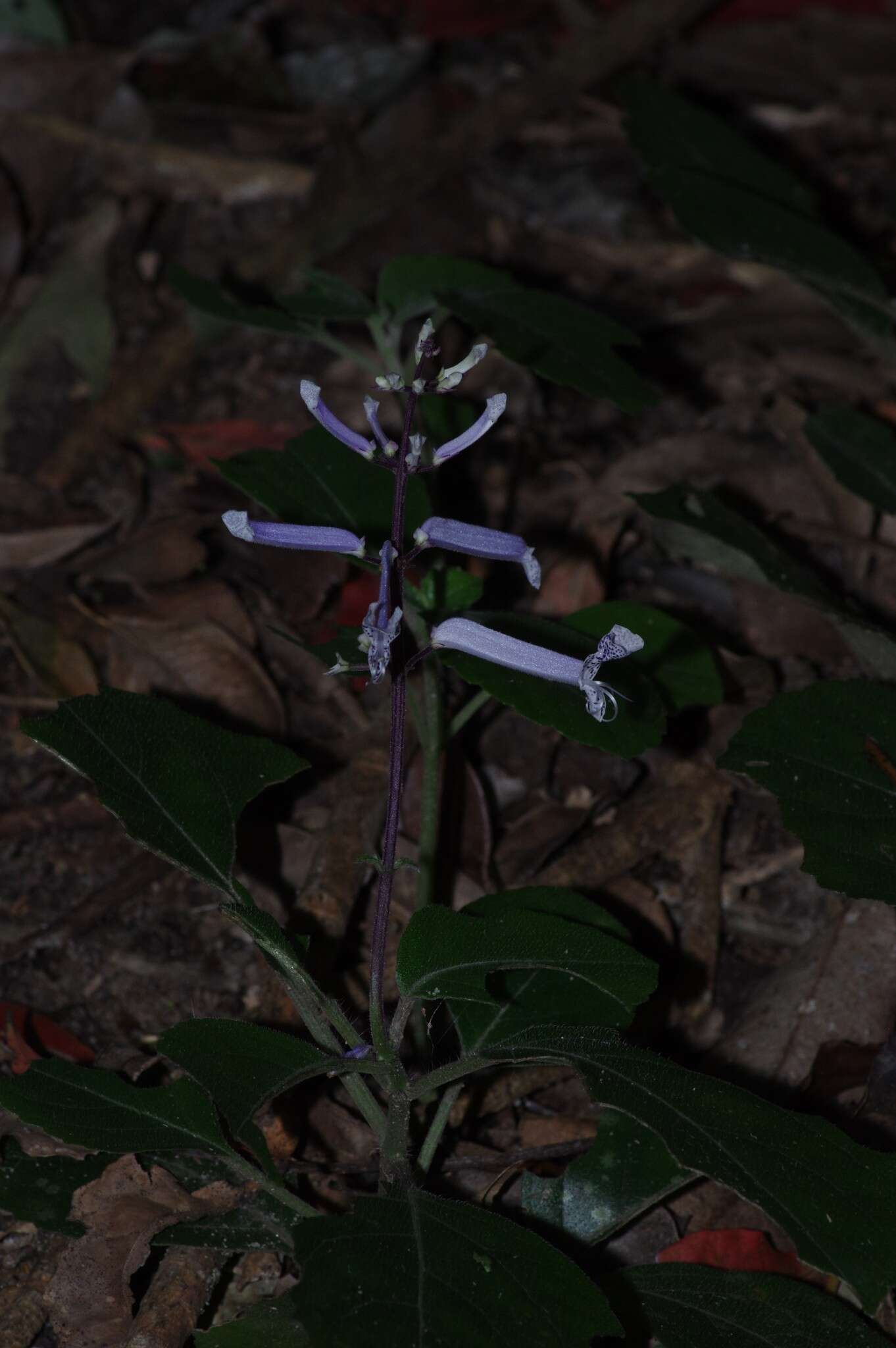 Plectranthus hilliardiae subsp. hilliardiae的圖片