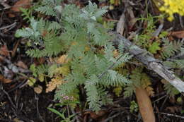 Image of Descurainia millefolia (Jacq.) Webb & Berthel.