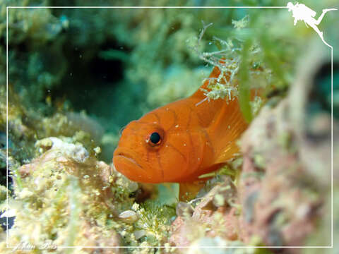 صورة Lubricogobius ornatus Fourmanoir 1966