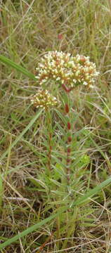 Image of Crassula subulata L.